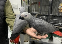 Продаются милые и милые африканские серые попугаи.