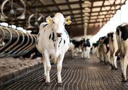 Требуется работник на ферму с коровами для работы в Польше