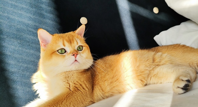 Шикарный кот