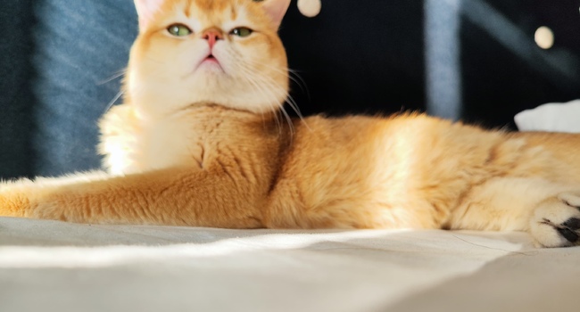 Шикарный кот