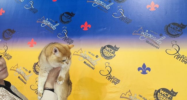 Шикарный кот