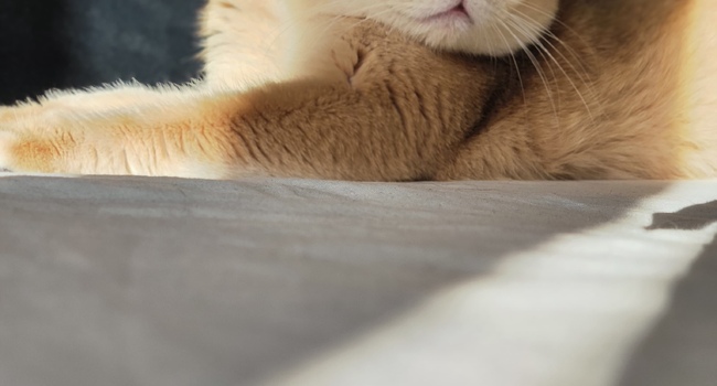 Шикарный кот