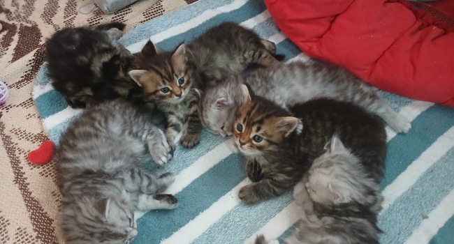 сибирские котята