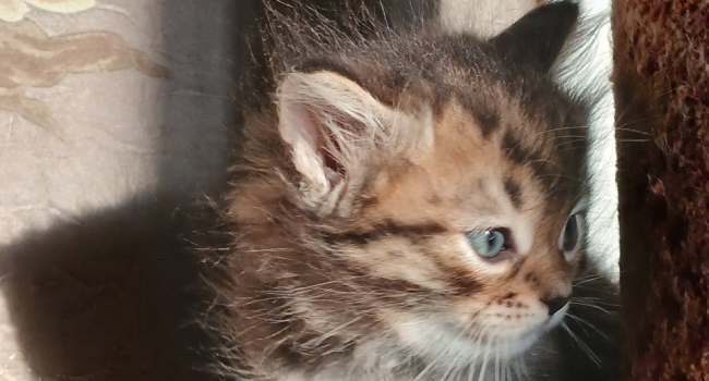 сибирские котята
