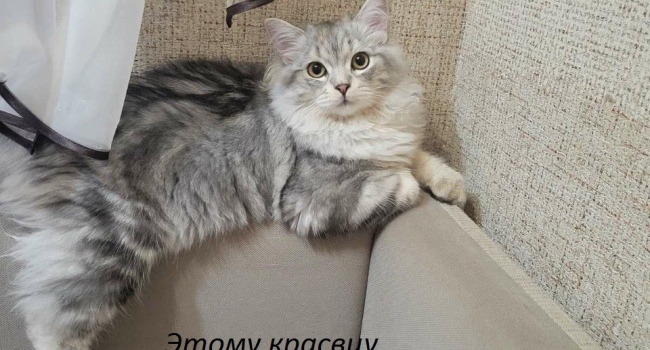 Сибирские котята