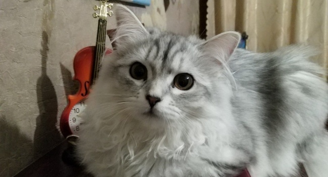 Сибирские котята