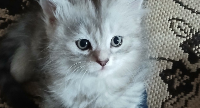 Сибирские котята