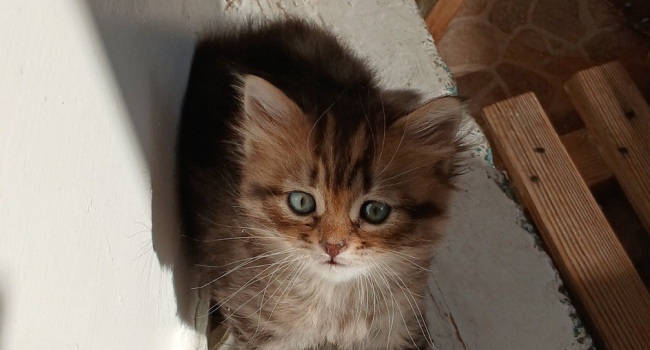 Сибирские котята