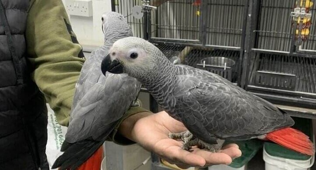 Продаются милые и милые африканские серые попугаи.